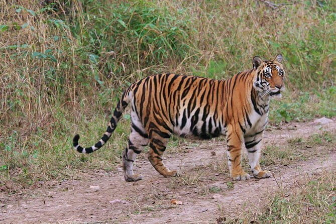 Sariska Tiger Reserve Tour Of India - Exploring the Sariska Tiger Reserve Tour: A Detailed Look