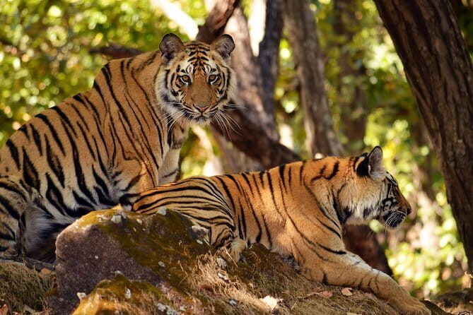 Sariska Tiger Reserve Tour Of India - Who Should Consider This Tour?