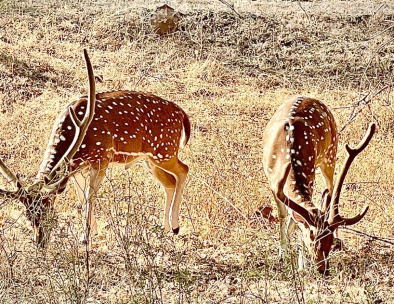 Sasan Gir: Devalia Park Safari with Skip-the-Line Access - Key Points