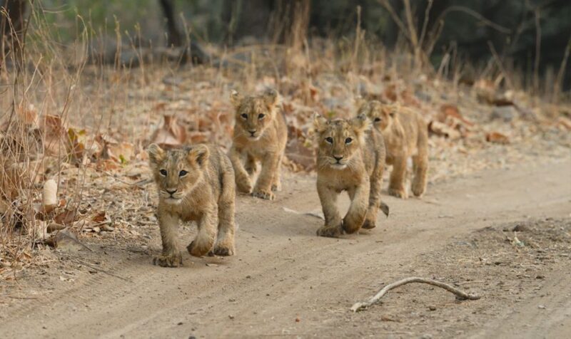 Sasan Gir: Devalia Park Safari with Skip-the-Line Access - Wildlife and Bird Encounters