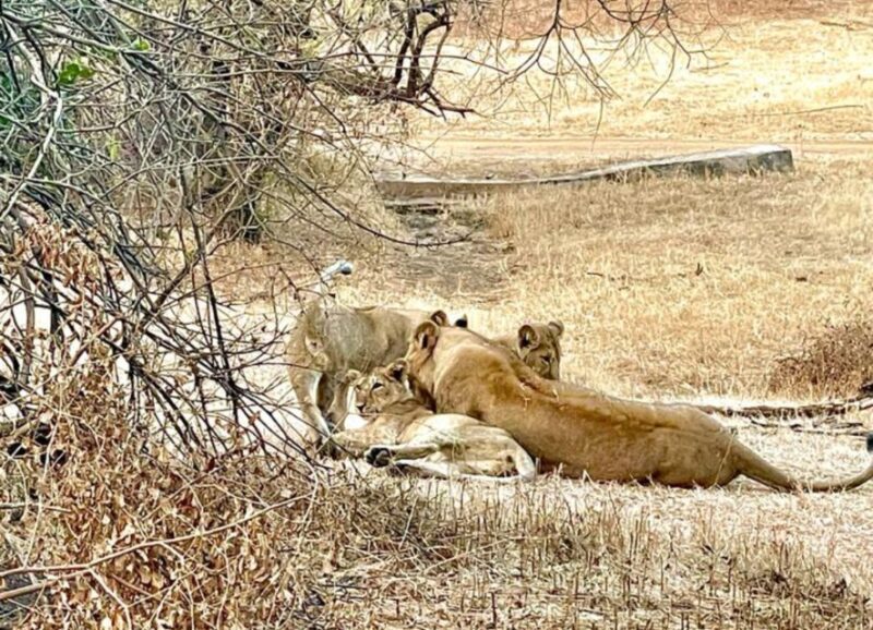 Sasan Gir: Devalia Park Safari with Skip-the-Line Access - Who Should Consider This Tour?