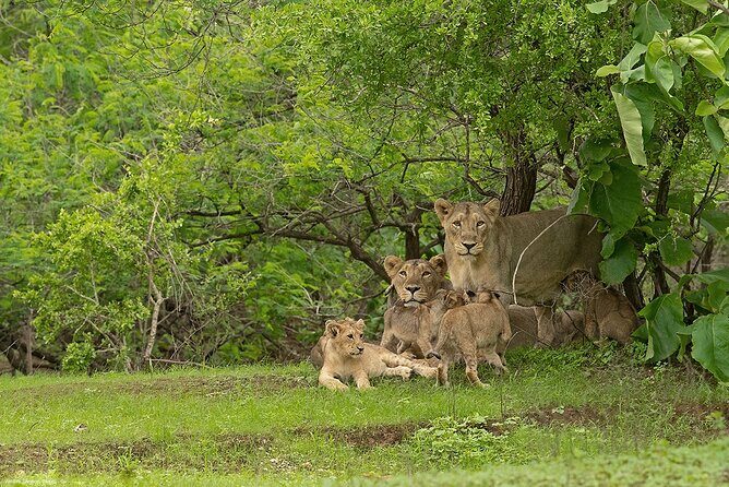 Sasan Gir Skip-the-Line Weekend Tour Package for 1 Night / 2 Days - Discovering Sasan Gir in 2 Days: A Wildlife Adventure and Cultural Escape