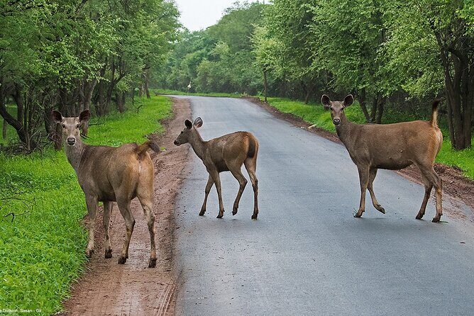 Sasan Gir Skip-the-Line Weekend Tour Package for 1 Night / 2 Days - Final Thoughts