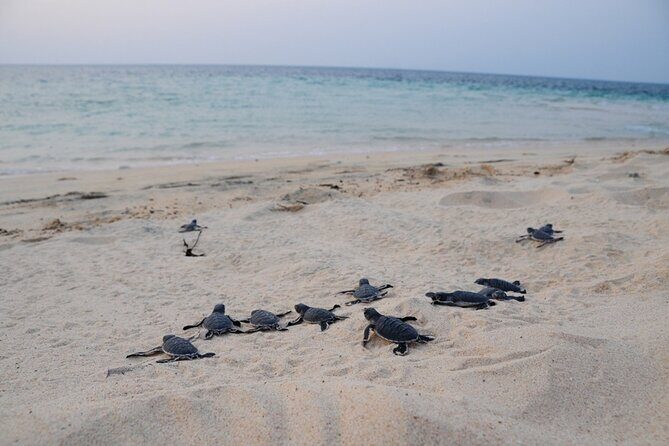 Satang Island Snorkeling & Sea Bird Island Watching from Kuching - A Detailed Look at the Satang Island Snorkeling & Bird Watching Tour