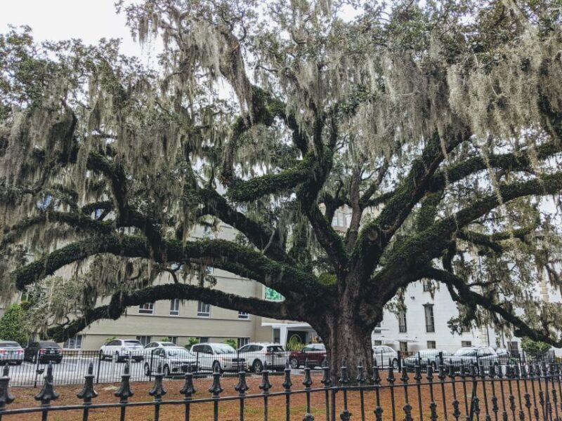 Savannah: Historic District, Islands & more VIP Private Tour - Final Thoughts
