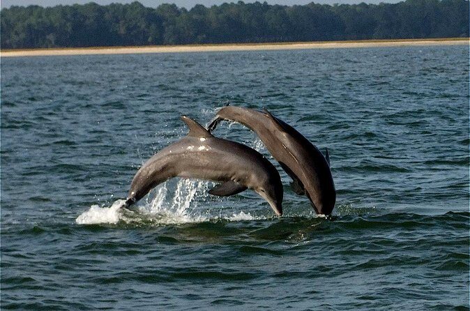 Savannah Sunset Dolphin Eco Tour - FAQ