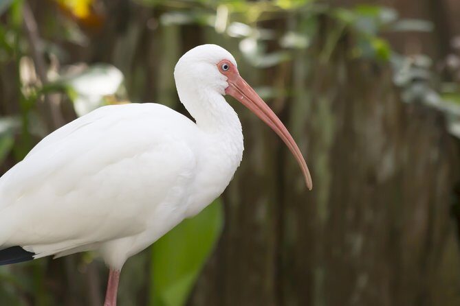 Savannah to Tybee Island with Dolphin Cruise - Key Points