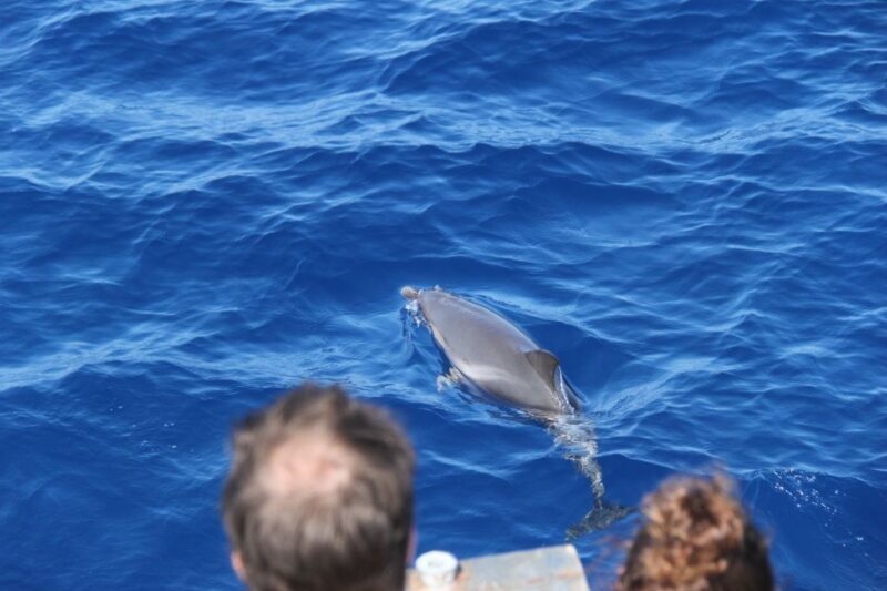 Savona: Exclusive nature cruise to the Pelagos Sanctuary - Exploring the Experience: A Deep Dive into the Marine Adventure