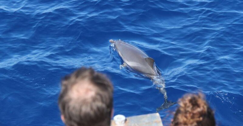 Savona: Exclusive nature cruise to the Pelagos Sanctuary - Final Thoughts