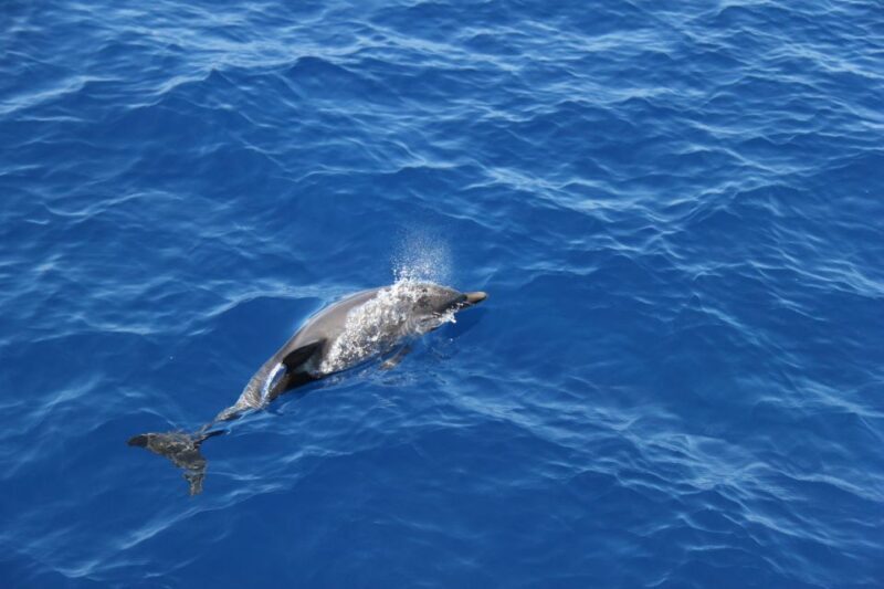Savona: Exclusive nature cruise to the Pelagos Sanctuary - FAQ