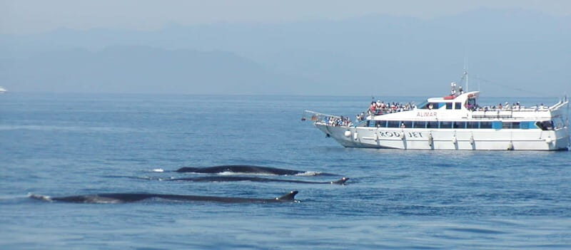 Savona: Pelagos Sanctuary Guided Cetacean Watching Tour - Exploring the Pelagos Sanctuary: An In-Depth Review