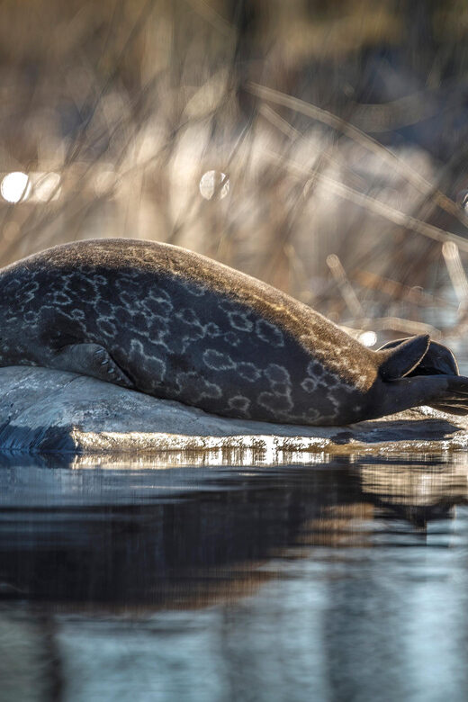 Savonlinna: Evening Photography Tour on lake Saimaa - Discovering Lake Saimaa and Savonlinna
