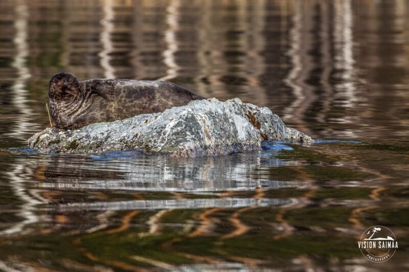 Savonlinna: Evening Photography Tour on lake Saimaa - Practical Details and Value