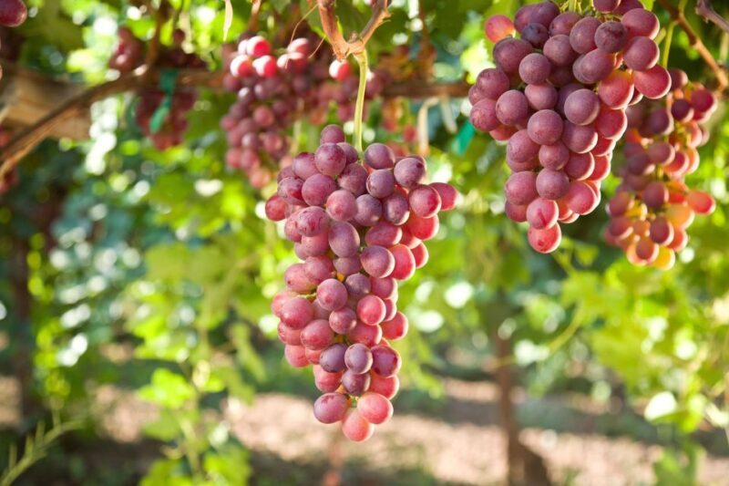 Savor Rhodes: 11-Dish Wine Pairing and Cooking Adventure - A Deep Dive into the Experience