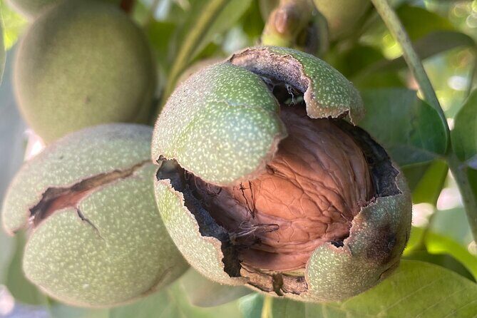 Savor the SYV Farm Experience Cattle Ranch to Olive Grove Picnic - Final Thoughts