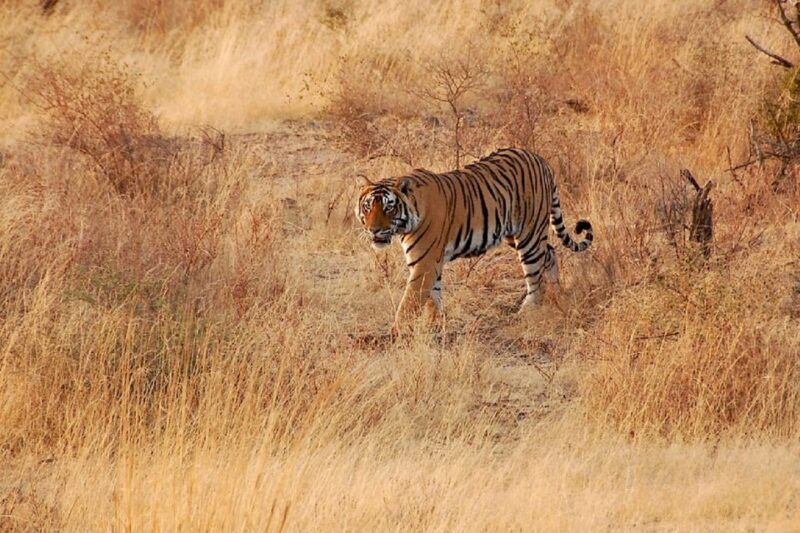 Sawai Madhopur: Ranthambore Guided Safari Trip - Exploring the Ranthambore Experience: What You Can Expect