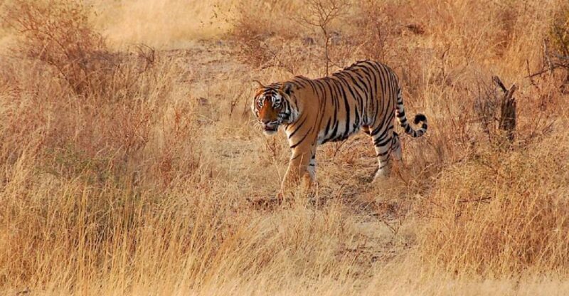 Sawai Madhopur: Ranthambore Guided Safari Trip - FAQ