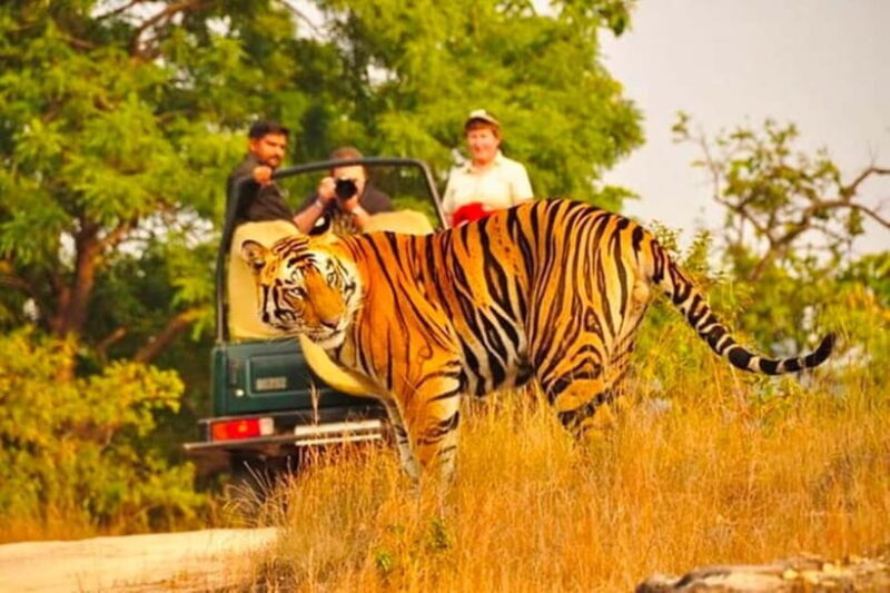 Sawai Madhopur: Ranthambore National Park Guided Jeep Safari - Key Points
