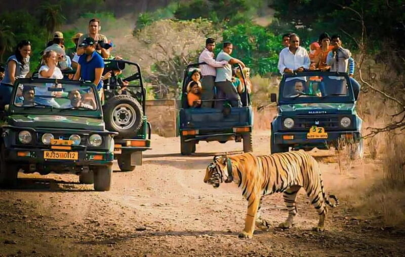 Sawai Madhopur: Ranthambore National Park Guided Jeep Safari - An In-Depth Look at the Safari Experience