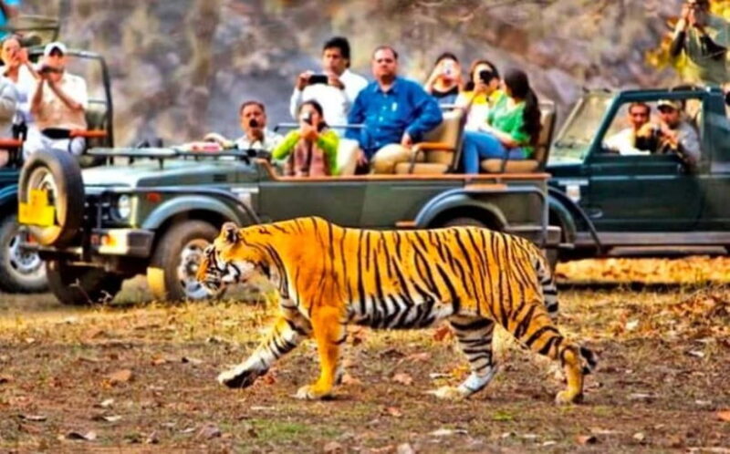 Sawai Madhopur: Ranthambore National Park Guided Jeep Safari - FAQs