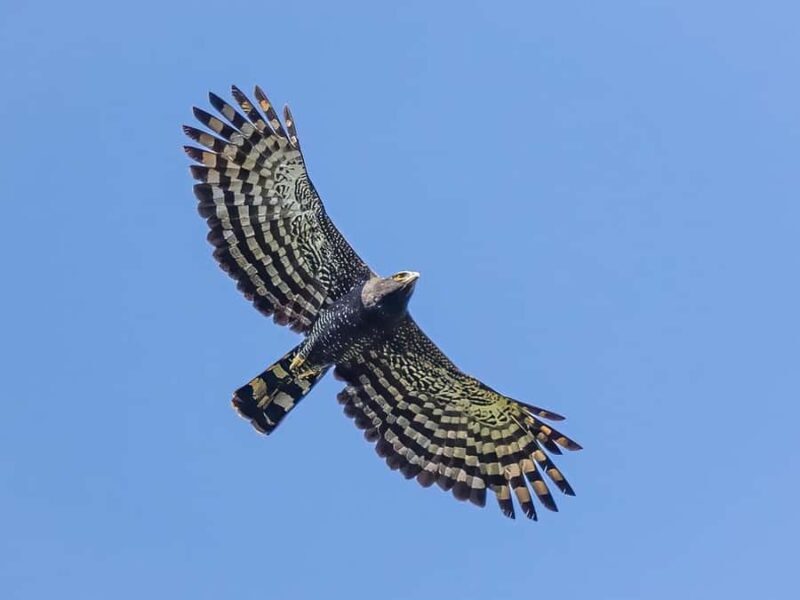 Sayulita: Rancho Verde Birdwatching Tour for Beginners - A Closer Look at the Rancho Verde Birdwatching Tour
