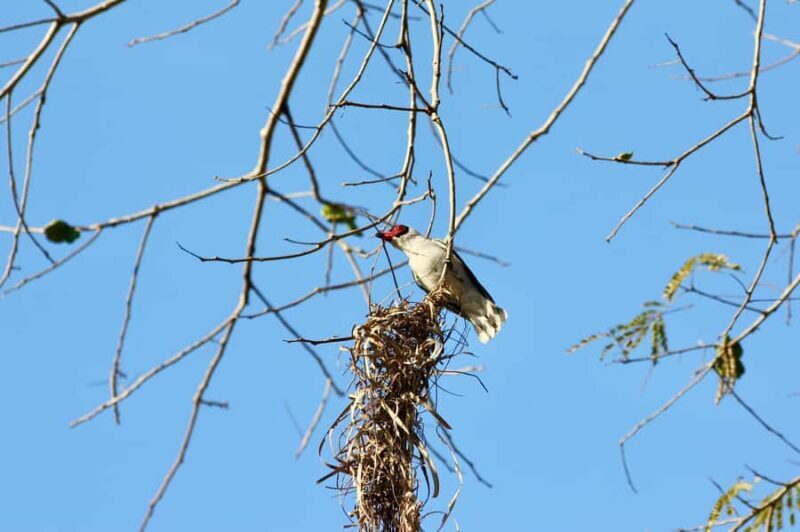 Sayulita: Rancho Verde Birdwatching Tour for Beginners - Who Should Consider This Tour?