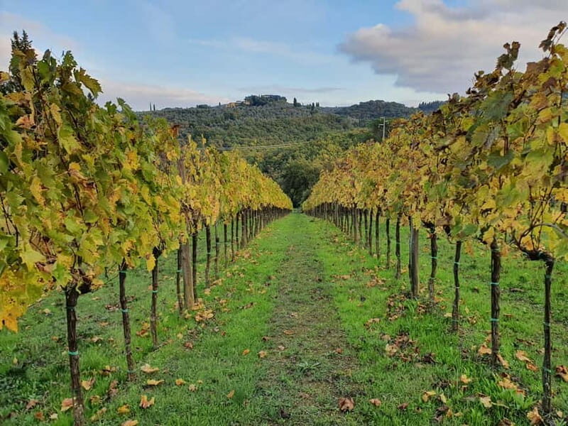 Scandicci: Bellavista Wine Tasting Experience - Detailed Breakdown of the Itinerary