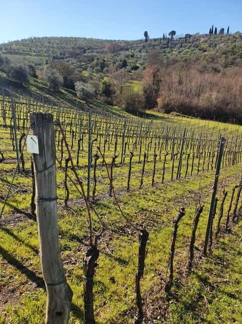 Scandicci: Bellavista Wine Tasting Experience - Pricing and Value