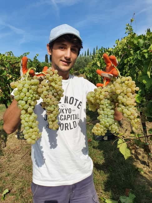 Scandicci: Bellavista Wine Tasting Experience - Who Will Love This Tour?