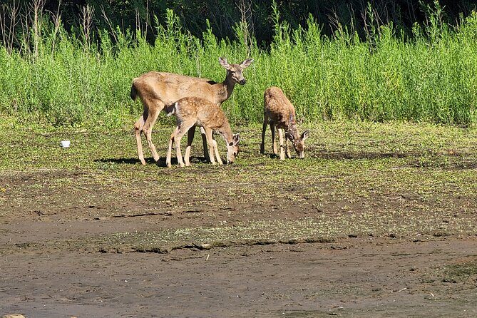Scenic 2-Hour River Cruise to the Majestic Willamette Falls! - Final Thoughts