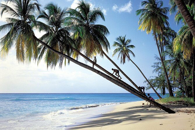 Scenic Barbados Coast To Coast Half-Day Tour - Key Points