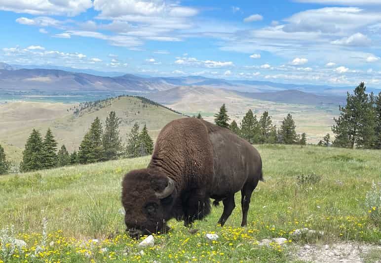 Scenic Driving Tour Flathead Lake and Bison Range - In-Depth Review of the Flathead Lake and Bison Range Scenic Drive