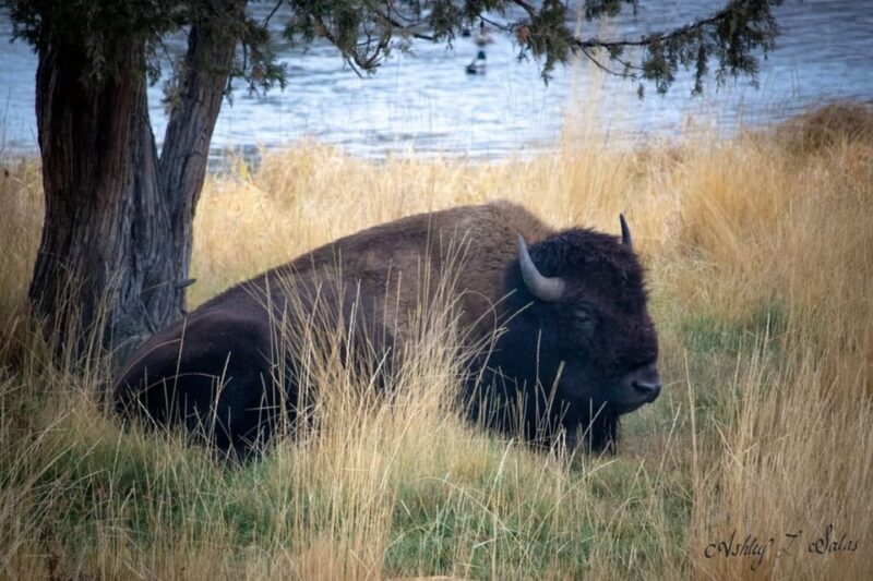 Scenic Driving Tour Flathead Lake and Bison Range - Final Thoughts