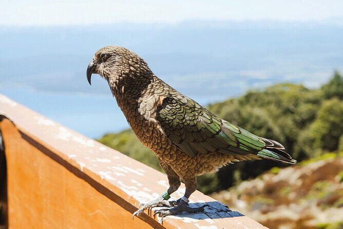 Scenic Helicopter & Kepler Guided Hike from Te Anau with Lunch - FAQ