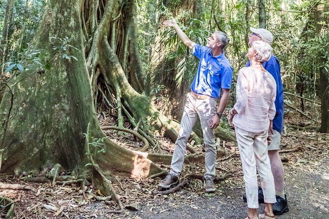 Scenic Hinterland Guided Day Tour Inc Lunch, Tastings From Noosa - An In-Depth Look at the Sunshine Coast Hinterland Tour