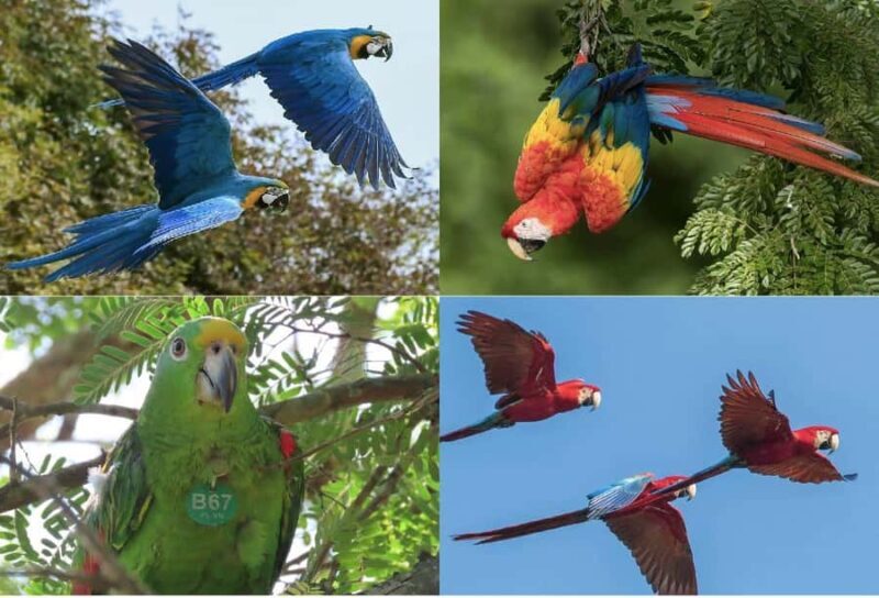 Scenic Horseback Ride in Tropical Mountain Reserve - The Horseback Ride: A Scenic Adventure