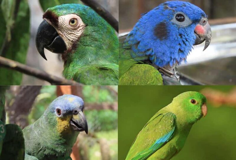 Scenic Horseback Ride in Tropical Mountain Reserve - Learning and Contributing: Conservation in Action