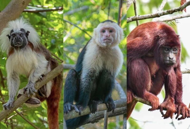 Scenic Horseback Ride in Tropical Mountain Reserve - The Sum Up: An Authentic Colombian Eco-Adventure