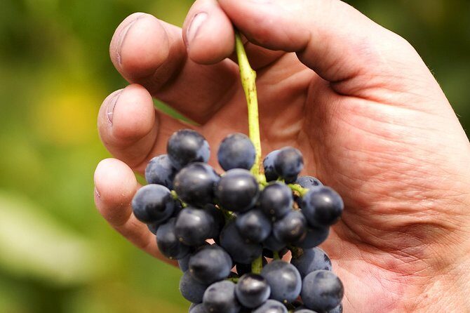 Scenic Hunter Valley Tour with Wine and Cheese Tastings - Frequently Asked Questions