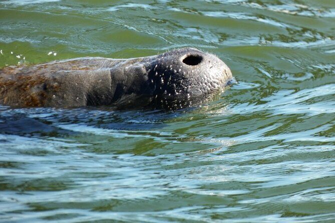Scenic Mangrove Tunnel Paddle Tour  New Smyrna Beach - Scenic Mangrove Tunnel Paddle Tour in New Smyrna Beach: An Authentic Eco-Adventure
