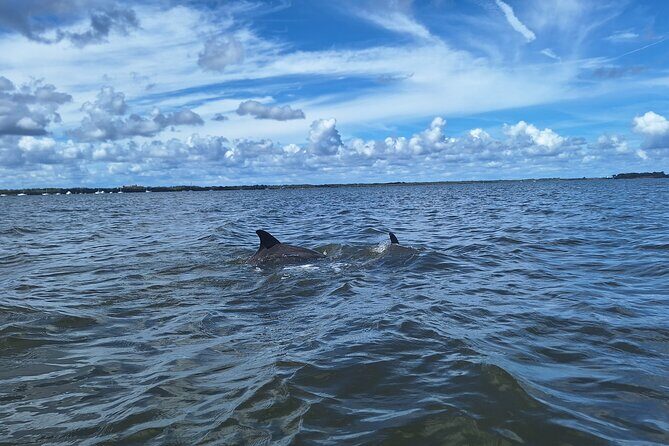 Scenic Mangrove Tunnel Paddle Tour  New Smyrna Beach - Final Thoughts