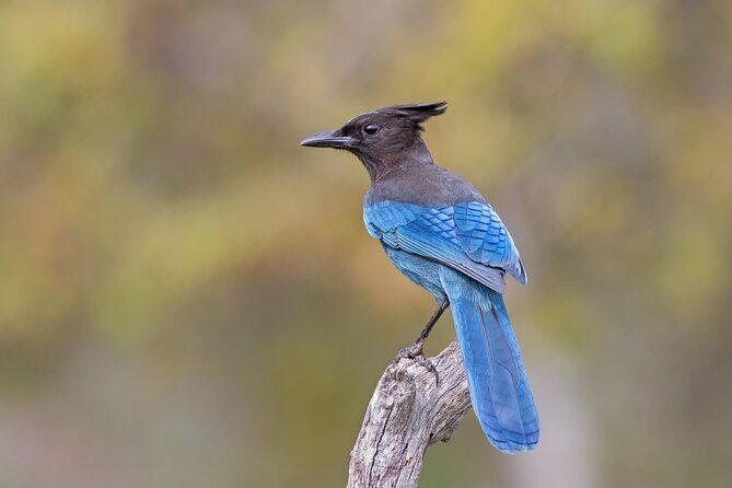 Scenic Pikes Peak Highway Self-Guided Driving Audio Tour - Final Thoughts