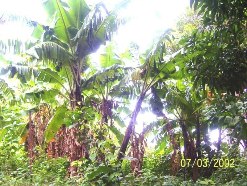 Scenic Rainforest Hike & Snacks - Key Points