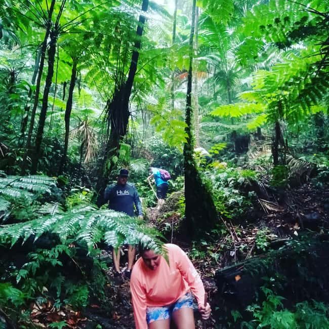 Scenic Rainforest Hike & Snacks - FAQ