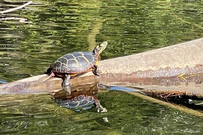 Scenic Sebago Lake Historical Tour by Kayak - A Closer Look at the Tour Experience