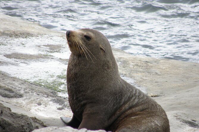 Scenic South Wairarapa Full Day Tour from Wellington - FAQs About the Scenic South Wairarapa Tour