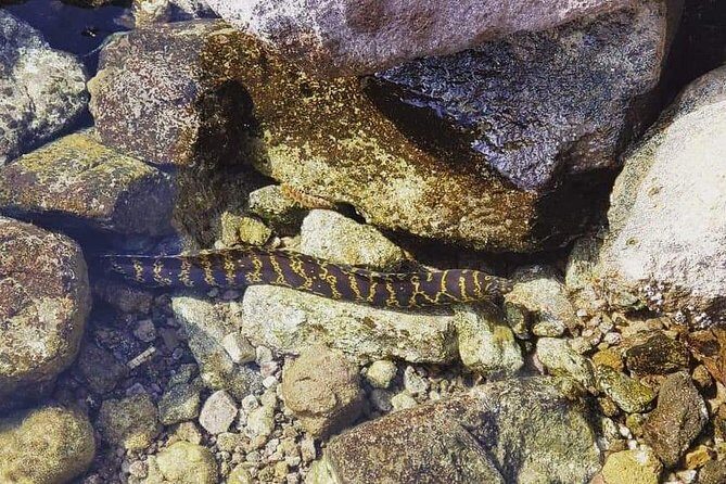 Scenic Speed-Boat Snorkel Tour - Frequently Asked Questions