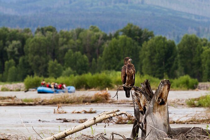 Scenic Wildlife Float Trip with Teton Views - Key Points
