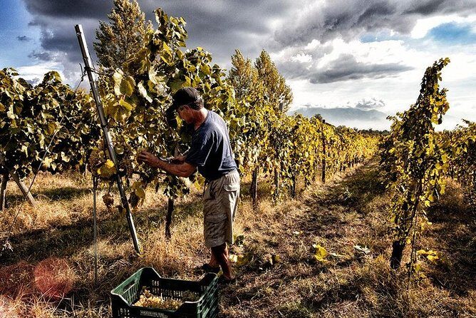 Scenic Wine Tasting & Lunch on the Slopes of Vesuvius from Naples - A Flavorful Day on the Slopes of Mount Vesuvius: Wine Tasting & Lunch from Naples