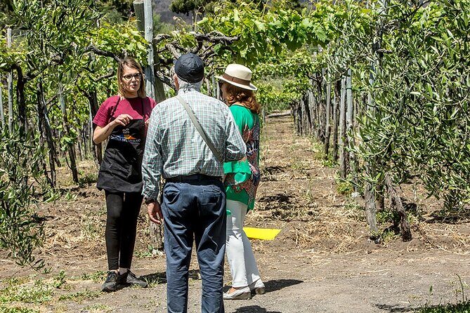 Scenic Wine Tasting & Lunch on the Slopes of Vesuvius from Naples - Who Will Love This Tour?